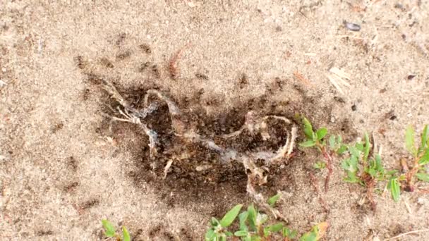 Муравьи едят мёртвую лягушку — стоковое видео