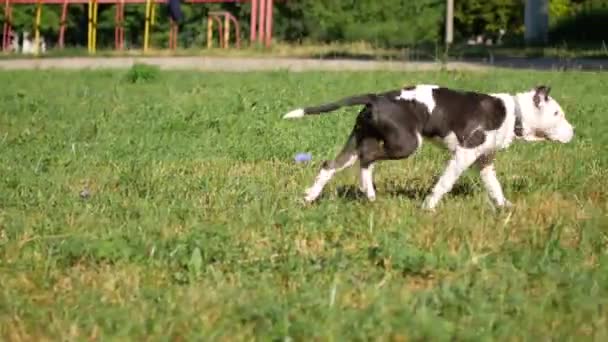 Paseo por la mañana en el parque, hombre con perro — Vídeos de Stock