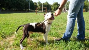 yukarıdan aşağı görünüme, sahibi Şirin genç beagle köpek ile tahta sopa, ağır çekim shot tease.