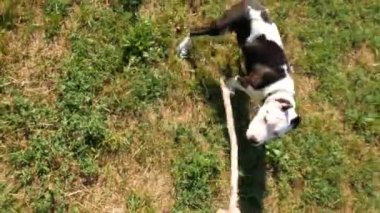 POV yukarıdan aşağı görünüme, sahibi Şirin genç beagle köpek ile tahta sopa, ağır çekim shot tease.