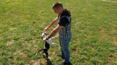 yukarıdan aşağı görünüme, sahibi Şirin genç beagle köpek ile tahta sopa, ağır çekim shot tease.