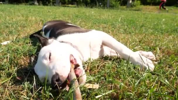 Смішний молодий бігль собака, повільний рух постріл. Зелене трав'яне поле в сонячному парку — стокове відео