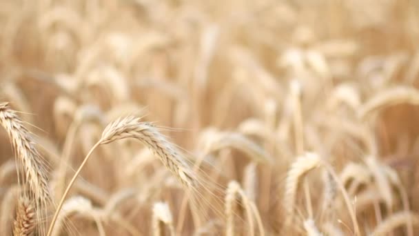 Crane Shot over ripe Wheat field — Stock Video