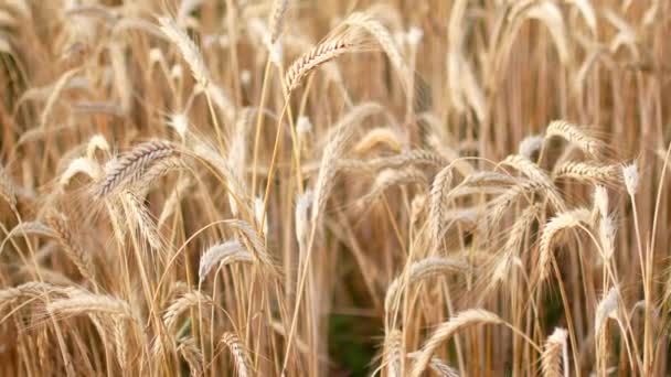 Grue Tir sur le champ de blé mûr — Video