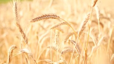 Vinç atış olgun buğday alanın üzerinde