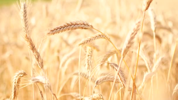 Guindaste tiro sobre campo de trigo maduro — Vídeo de Stock