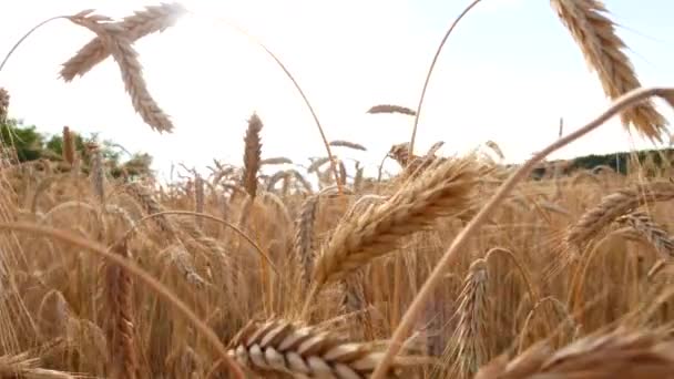 Grue Tir sur le champ de blé mûr — Video