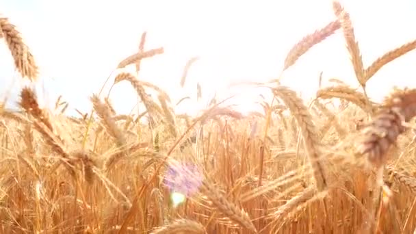 Grue Tir sur le champ de blé mûr — Video