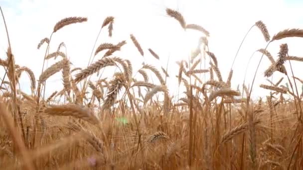成熟麦田中的起重机射击 — 图库视频影像