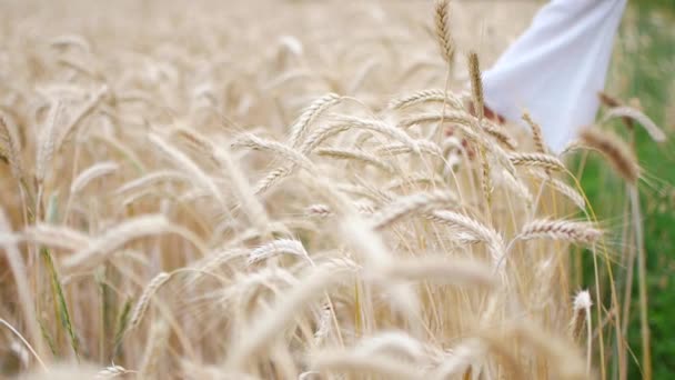 Close-up of womans hand running through wheat field, dolly shot — Stock Video