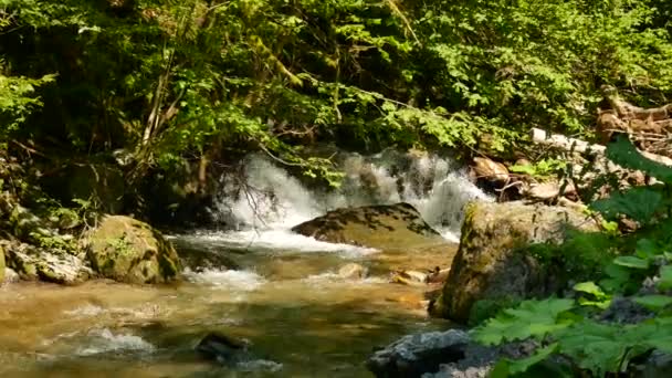 Cascada de agua dulce pura en el bosque — Vídeo de stock