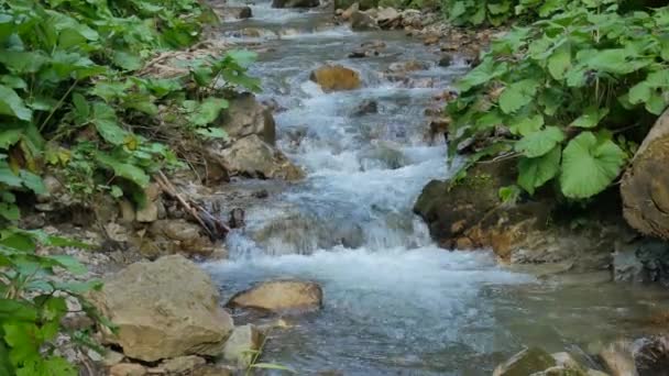 Tiszta édesvízi vízesés az erdőben — Stock videók