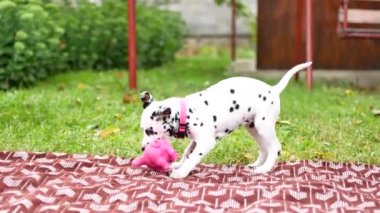 Dalmaçyalı yavru köpek içinde belgili tanımlık yarda çalış