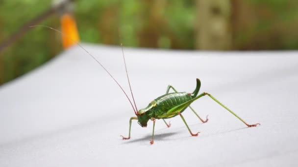Grasshopper, white background — Stock Video
