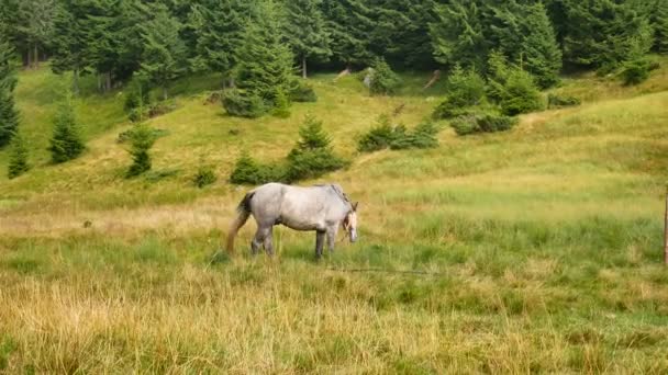 Un cheval solitaire broute dans les montagnes. Carpates 