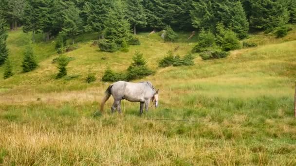 Um cavalo solitário pastoreia nas montanhas. Cárpatos — Vídeo de Stock