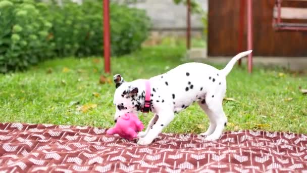 O cachorro dálmata joga no quintal — Vídeo de Stock