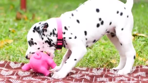 Dalmaçyalı yavru köpek içinde belgili tanımlık yarda çalış — Stok video