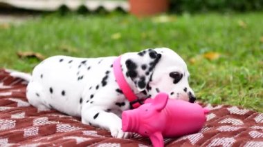 Dalmaçyalı yavru köpek içinde belgili tanımlık yarda çalış