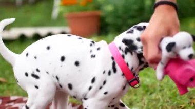 Dalmaçyalı yavru köpek içinde belgili tanımlık yarda çalış