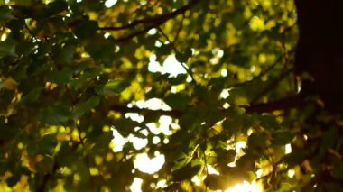 Güzel doğal yeşil ışığı bokeh arka plan. Akçaağaç arka plan ışığı sunflares ve güneş ışınları ile günbatımı rahat parlayan güneşin içinde bulanık taze yaz yeşillik