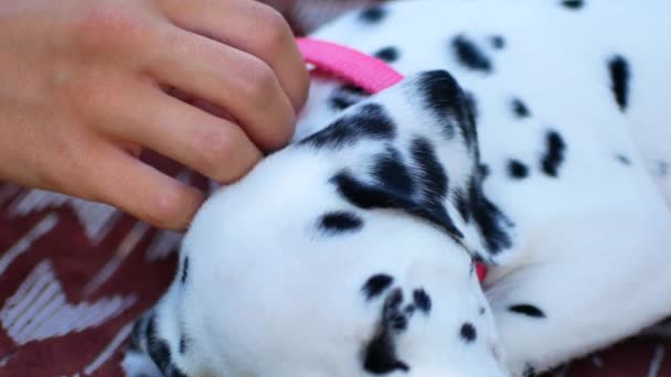Uma mulher está a acariciar um cachorrinho dálmata. Close-up — Vídeo de Stock