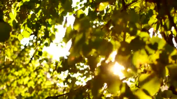 Hermoso sol verde natural fondo bokeh. Blurry follaje fresco de verano de los árboles de arce en la luz de fondo de la puesta del sol acogedor sol brillante con rayos de sol y rayos de sol — Vídeo de stock