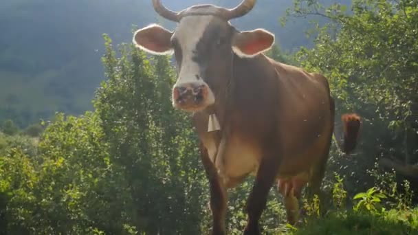 Tehén legelészik. Tej tehén füvet eszik. Barna tehén nyári zöld mező. — Stock videók