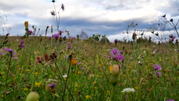 Wild mountain grass in the Carpathians — Stock Video