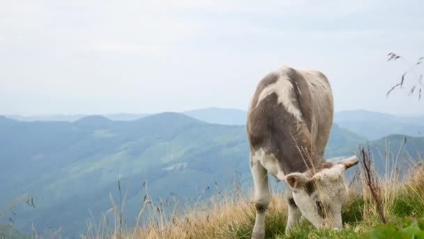 Vaca a pastar no campo. Vaca leiteira a comer erva. Vaca marrom no campo verde de verão . — Vídeo de Stock