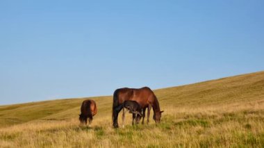 Bir aile atların dağlarda grazes. Anne, baba ve çocuk Karpatlar