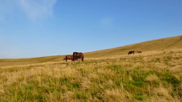 Cheval de promenade. Le cheval se déplace lentement sur fond de troupeau de pâturage . — Video