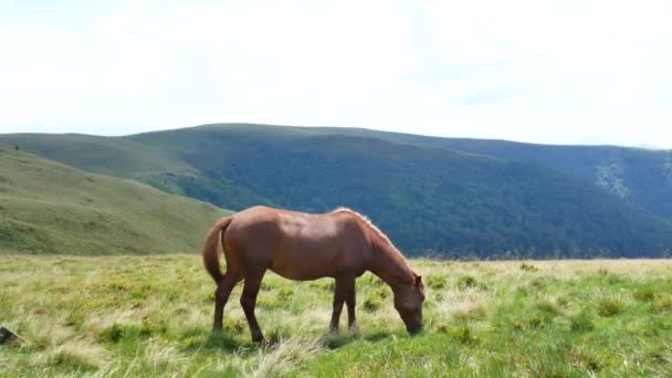 Un caballo solitario pastando en las montañas. Cárpatos — Vídeo de stock