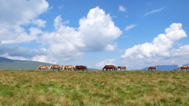 Gyaloglást, ló. A ló lassan mozog a háttérben a völgyben legelésző nyájat. — Stock videók