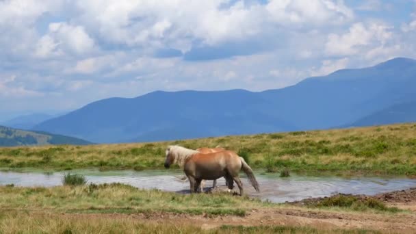 Ein Paar Pferde badet in einem Bergsee. Liebeskonzept. — Stockvideo
