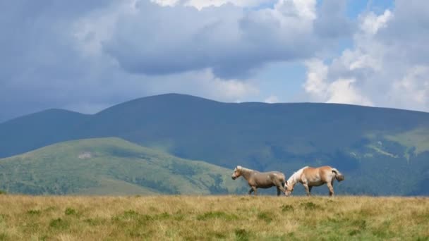 Un paio di cavalli su una montagna. Concetto amore — Video Stock