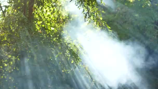 La fumée blanche monte. Le feu dans les bois. Loisirs extérieurs. L'heure d'été. Les feuilles vertes des arbres. Contexte en 4K . — Video