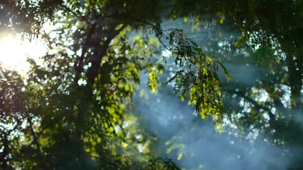 La fumée blanche monte. Le feu dans les bois. Loisirs extérieurs. L'heure d'été. Les feuilles vertes des arbres. Contexte en 4K . — Video