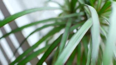 Tropikal palmiye ağacı yaprak sway oda pencere video 4k dışında.