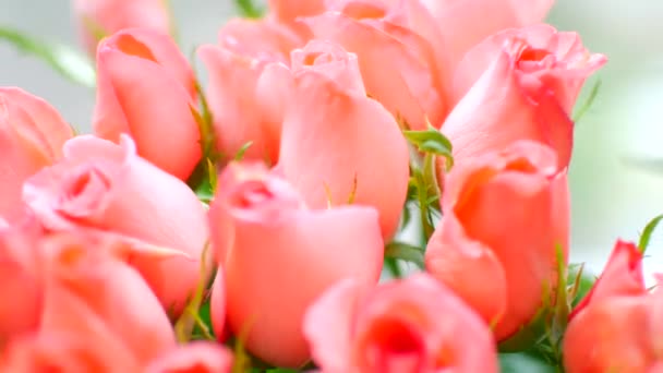桃薔薇の大きな花束を穏やかなクローズ アップ. — ストック動画