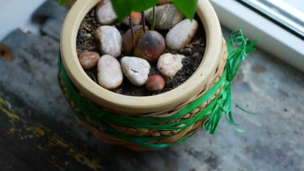 Avocado sprout in a pot on the windowsill — Stock Video