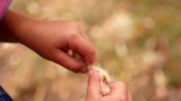 Dívka dítě v lese foukání dolů rákosí hůl — Stock video