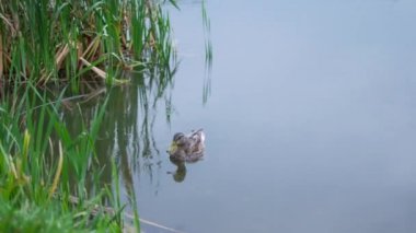 Ördekler denizinde yüzerim. Yağmurlu yaz gün.