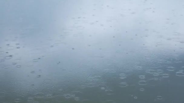 Rain drops fall on water surface of pond, lake or river forming a uniform background. — Stock Video