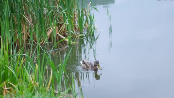 Утки плавают в озере. Дождливый летний день . — стоковое видео