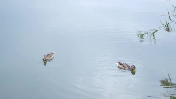 Los patos nadan en el lago. Día lluvioso de verano . — Vídeos de Stock