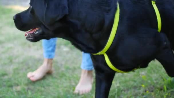 4k kvinna gångavstånd hund utanför från skuggor till solljus. — Stockvideo