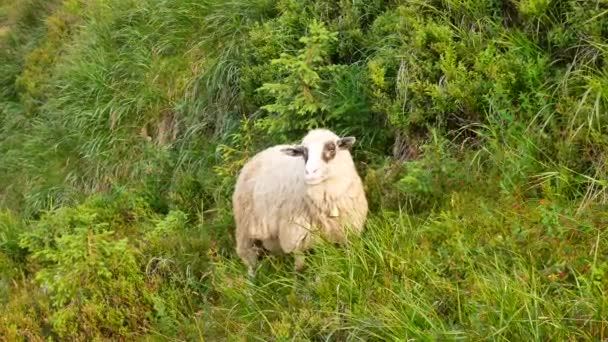 Ovejas caminando por tierras de cultivo en Nueva Zelanda Isla del Sur — Vídeo de stock