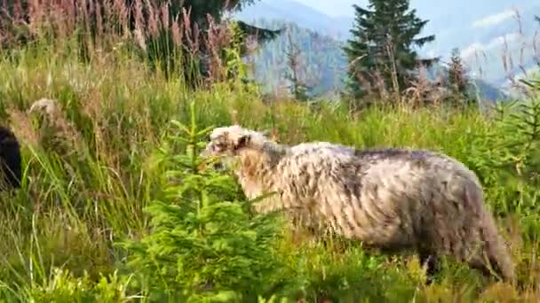 ニュージーランドの南の島で畑を横切って歩く羊 — ストック動画