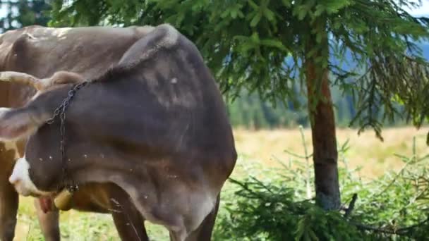 Vacca che pascola un cespuglio in montagne colpo di angolo largo — Video Stock